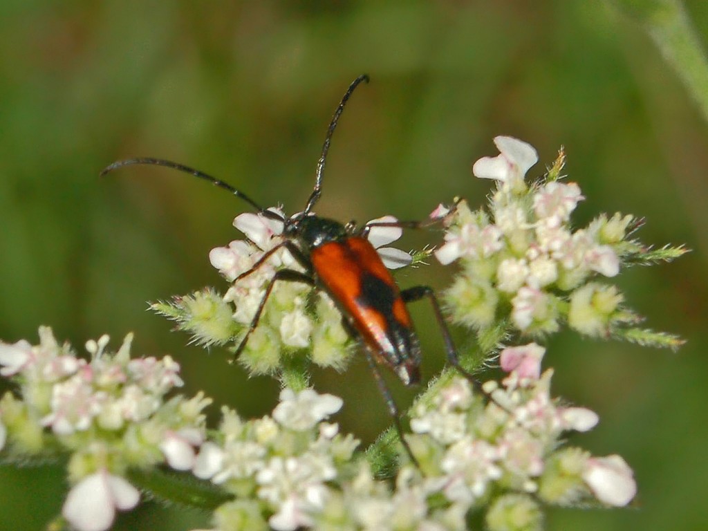 Cerambycidae da determinare